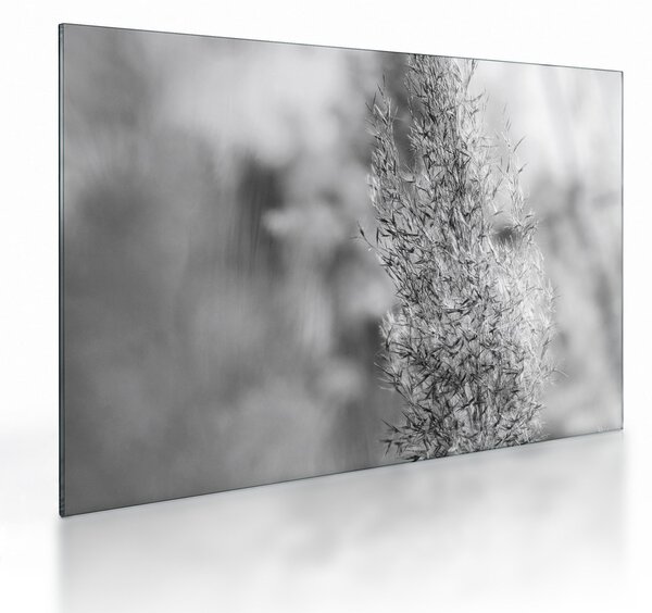 Staklena slika - Boho pampas trava (70x50 cm)