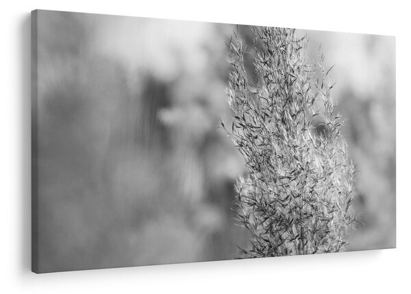 Slika - Boho pampas trava (90x60 cm)
