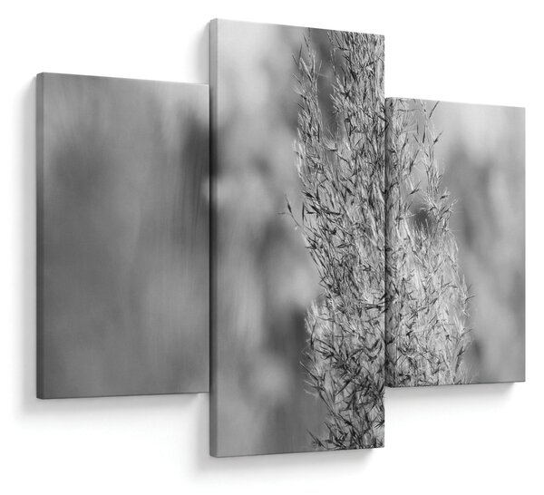 Slika - Boho pampas trava (90x60 cm)