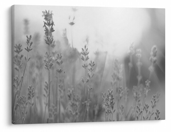 Slika - Lavanda (70x50 cm)
