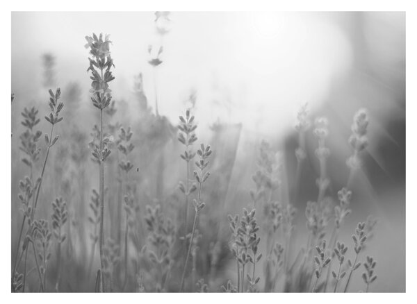 Staklena slika - Lavanda (70x50 cm)