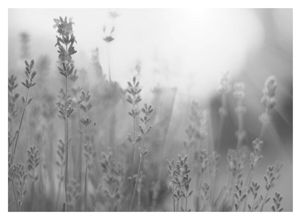Slika - Lavanda (70x50 cm)