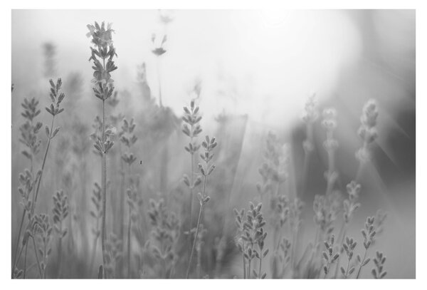 Slika - Lavanda (90x60 cm)