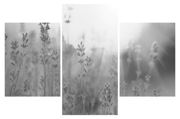 Slika - Lavanda (90x60 cm)