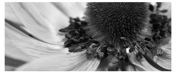 Slika - Cvijet u crno-bijeloj boji (120x50 cm)