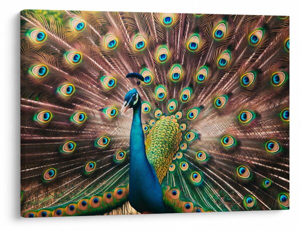Slika - Paun (70x50 cm)