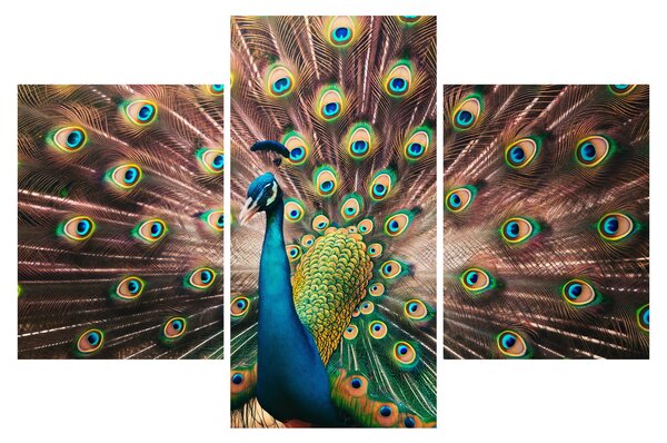 Slika - Paun (90x60 cm)