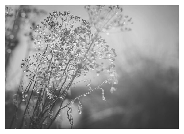 Slika - Livada poslije kiše (70x50 cm)