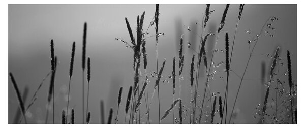 Slika - Vlati trave (120x50 cm)