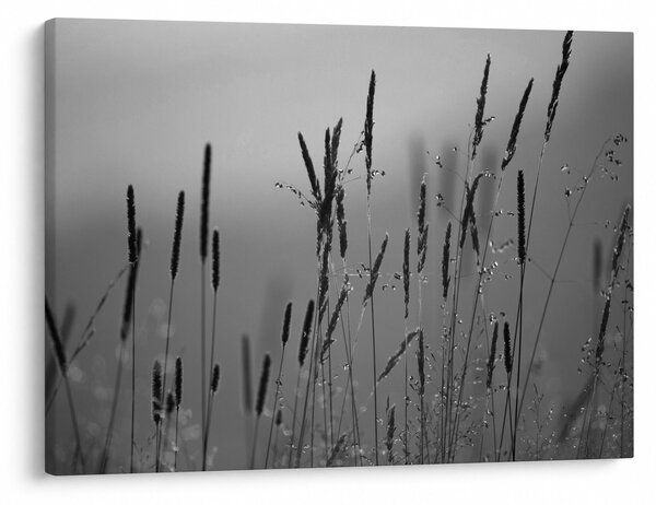 Slika - Vlati trave (70x50 cm)