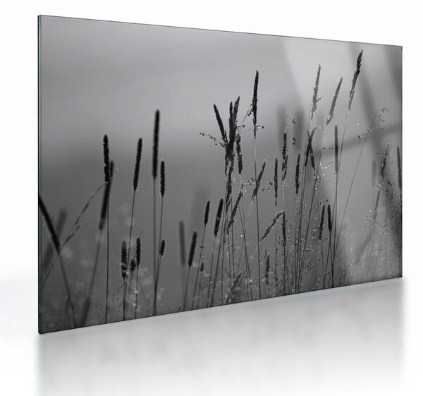 Staklena slika - Vlati trave (70x50 cm)