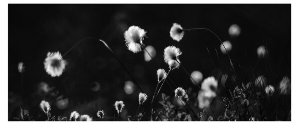 Slika - Livada s pamučnicom N⁰1 (120x50 cm)