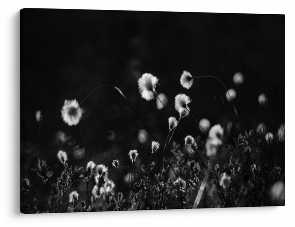 Slika - Livada s pamučnicom N⁰1 (70x50 cm)