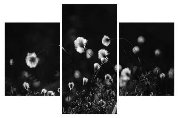 Slika - Livada s pamučnicom N⁰1 (90x60 cm)
