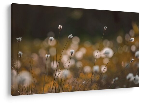 Slika - Livada s pamučnicom N⁰2 (90x60 cm)