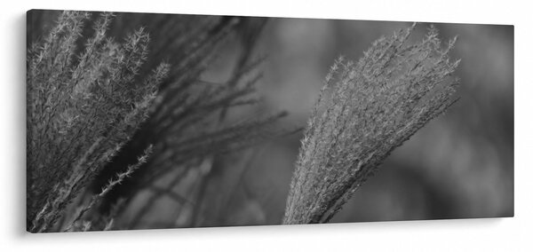 Slika - Osušena pampas trava (120x50 cm)