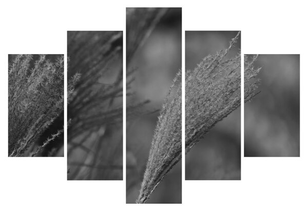 Slika - Osušena pampas trava (150x105 cm)
