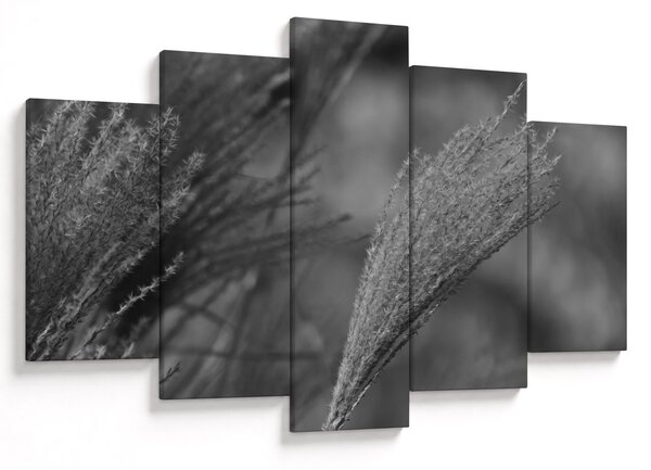 Slika - Osušena pampas trava (150x105 cm)