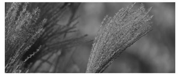 Slika - Osušena pampas trava (120x50 cm)