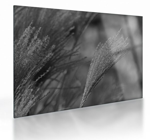 Staklena slika - Osušena pampas trava (70x50 cm)