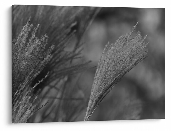 Slika - Osušena pampas trava (70x50 cm)