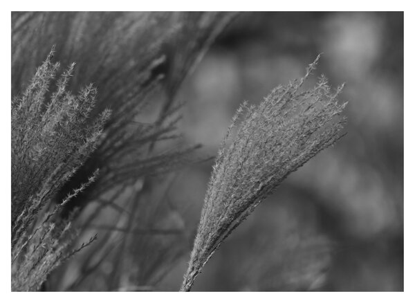 Staklena slika - Osušena pampas trava (70x50 cm)