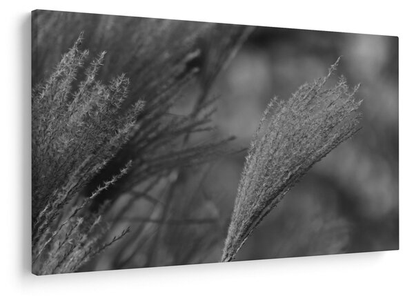 Slika - Osušena pampas trava (90x60 cm)