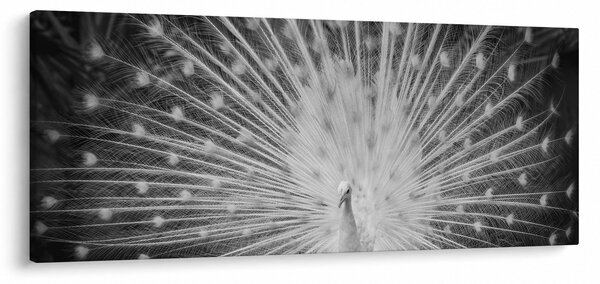 Slika - Bijeli paun (120x50 cm)