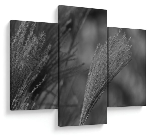 Slika - Osušena pampas trava (90x60 cm)