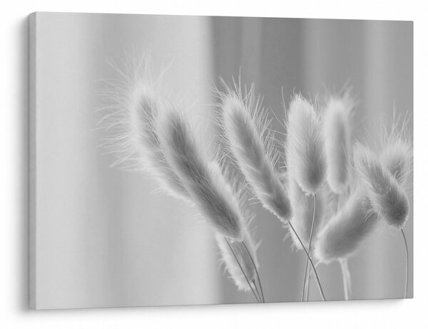 Slika - Zečji rep trava (70x50 cm)