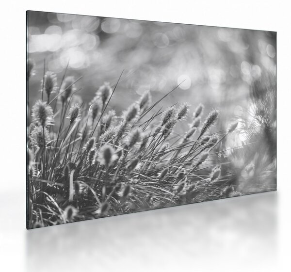 Staklena slika - Bež mekana trava N⁰1 (70x50 cm)