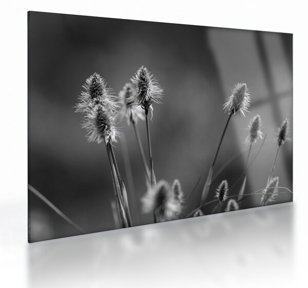 Staklena slika - Bež mekana trava N⁰2 (70x50 cm)