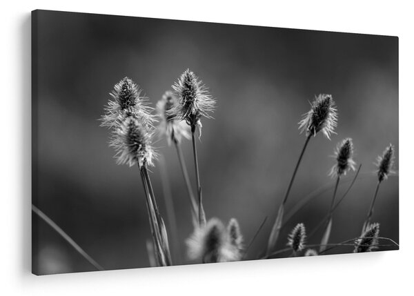Slika - Bež mekana trava N⁰2 (90x60 cm)