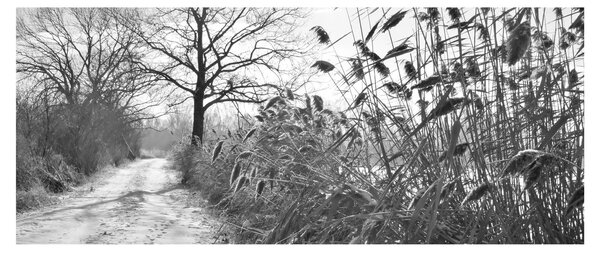 Slika - Polja zimi (120x50 cm)