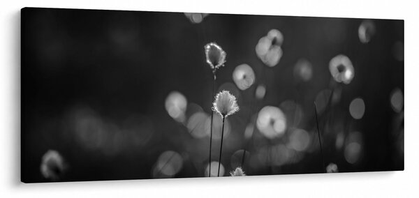 Slika - Cottongras na livadi (120x50 cm)