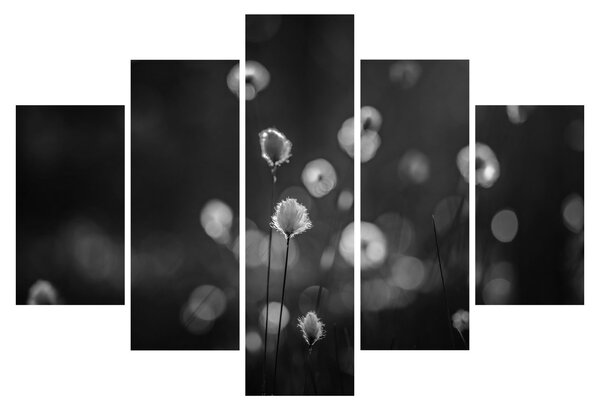 Slika - Cottongras na livadi (150x105 cm)