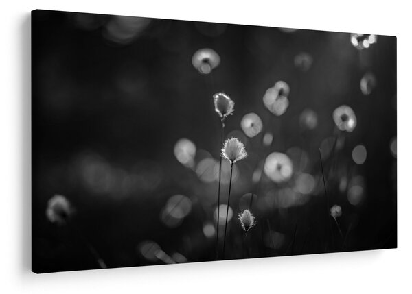 Slika - Cottongras na livadi (90x60 cm)