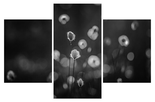 Slika - Cottongras na livadi (90x60 cm)