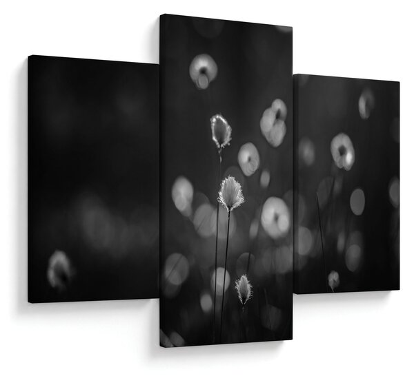 Slika - Cottongras na livadi (90x60 cm)