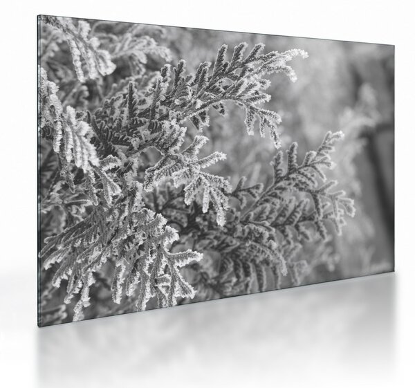 Staklena slika - Šuma smreke (70x50 cm)