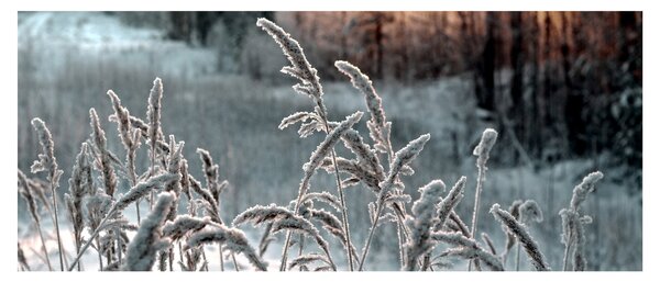 Slika - Smrznuta livada (120x50 cm)