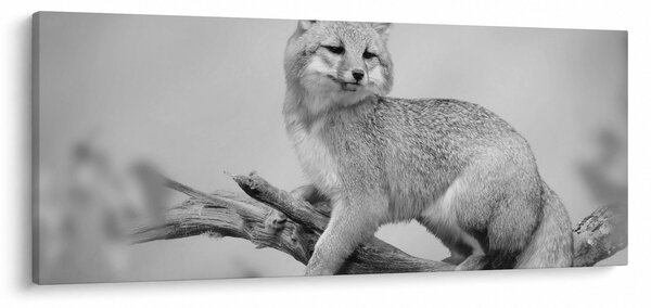 Slika - Siva lisica (120x50 cm)