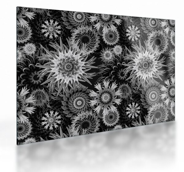 Staklena slika - Crni i bijeli čičak (70x50 cm)