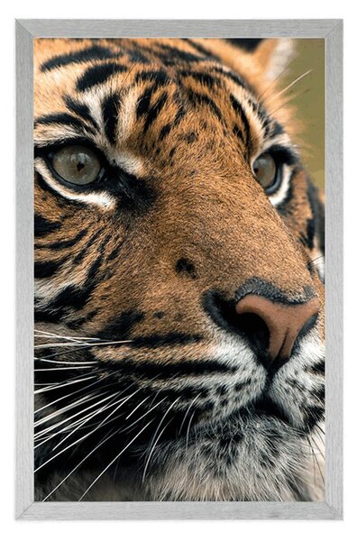 Plakat bengalski tigar