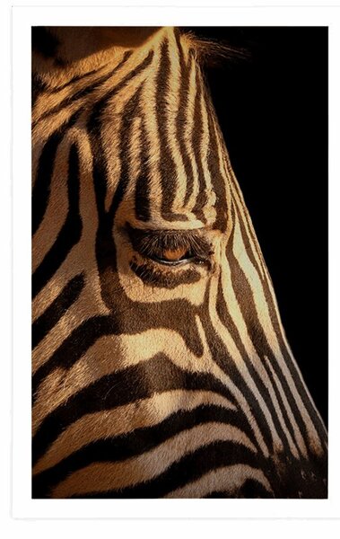 Plakat portret zebre