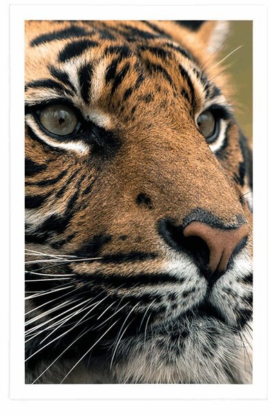 Plakat bengalski tigar