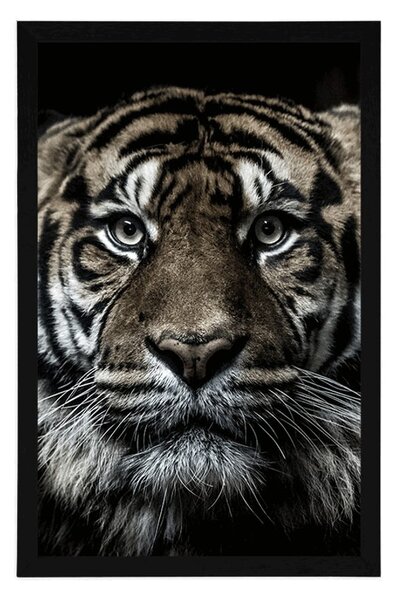Plakat tigar