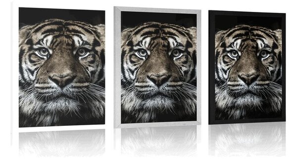 Plakat tigar