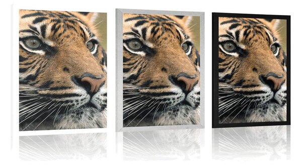 Plakat bengalski tigar