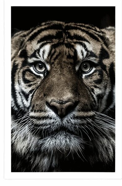 Plakat tigar